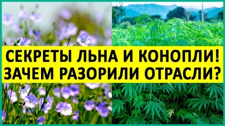 len_konoplya.jpg